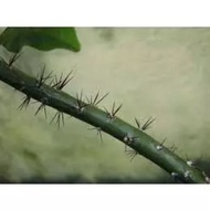Keratan batang pokok 7 bilah/ duri 3 pcs