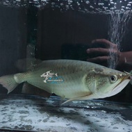 ikan hias ikan jardini arwana batik irian size besar