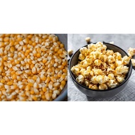 Popcorn Seed Kernel Mushroom Africa Biji Jagung (250g) 爆米花 玉蜀黍颗粒