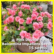 Pink Double-Petals Balsamina Impatiens Seeds - 15 Seeds High Germination Flower Seeds for Planting Benih Pokok Bunga