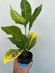 ต้นโกสน ตะเพียนทอง Patsorntree