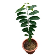 Annona muricata, Soursop Tree, Prickly Custard Apple,  Durian Benggala, 红毛榴莲