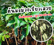 # ต้นมะม่วงเขียวเสวย ต้นเสียบยอด / สูง 50 - 60 cm. ติดผลไว โตเร็ว