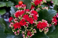 30 เมล็ดพันธุ์ Home Plant เมล็ด กุหลาบหินดอกซ้อน ไม้อวบน้ำ กุหลาบหิน Kalanchoe blossfeldiana Seed อัตราการงอก 80-85%