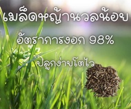 หญ้านวลน้อย ปลูกง่าย โตไว เมล็ดพันธุ์ ปลูกได้ 500 ตรม ราคาถูก