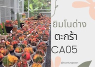 ยิมโนด่าง แคคตัส กระบองเพชร G.mihanovichii variegated (CA05)