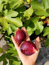 Fig Tree Ficus Carica Pokok Buah Tin