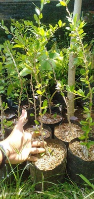Bibit Saeng simbur bunga ungu lokal 50-60cm