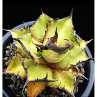 GEM Succulent Plant 黑火焰龙舌兰多肉植物Agave Titanota Black Flame