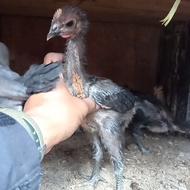 PPC Ayam pelung asli anakan sepasang