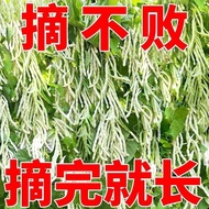 九粒白芸豆种子豆角种籽四季豆架豆种高产春秋季蔬菜