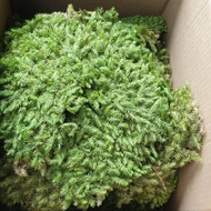 พืชจิ๋ว MOSS มอส เบาะสัตว์เลื้อยคลาน Terrarium Bonsai Decor. ป่าธรรมชาติ พรม No.007