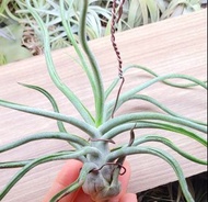 空氣草&萬漢x章魚(🔥特價&大size)#Tillandsia #空氣鳳梨 #Airplant #空氣草 #植物