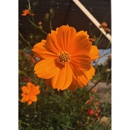 Benih bunga Cosmos oren