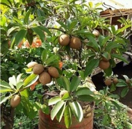 【GW】Ciku mega / pokok ciku mega hybrid