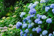 花現東北旅遊~隱藏版景點~陸奧繡球花季|奧入瀨溪散策.稻田彩繪藝術~秋田鐵道.藤田紀念庭園.小岩井農場.溫泉五日