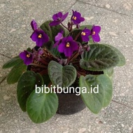 Begonia violces ungu (bunga tidak tumpuk) / bibit tanaman hias bunga