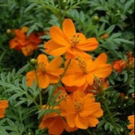 Cosmos Orange Flower Seeds