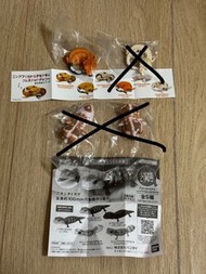 肥尾守宮 睫角守宮 扭蛋