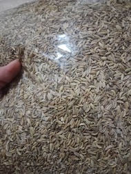 Jintan manis 1kg fennel seed 1kg herbs rempah jintan manis fennel seed 1kg