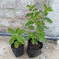 Pokok Tulasi / Tulsi / Holy basil plant