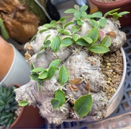 惠比須笑 ✅18CM✅