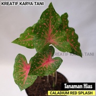 Tanaman hias caladium red splash - Caladium Bicolor - Caladium Api
