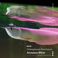 Ikan Predator Arwana Silver Red