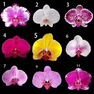 Phalaenopsis orchid moth orchid 蝴蝶兰 (No Flower) - No 6