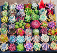 Singapore Ready Stock 100pcs Mixed Succulent Seeds ​Flower Seeds for Planting Balcony Garden Decoration Outdoor and Indoor 100% Original Beautiful Flower Live Bonsai Plants Easy To Grow Discount Price Cash on Delivery