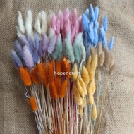 [5 pcs] Bunny tail kering | Lagurus kering