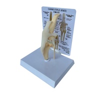 Canines Knee Model Dog Joint Anatomical Model Dog Skeleton Model Animal Skeleton Anatomy Medical Sci