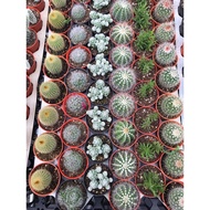 AugustFame - Cactus Random pick 3 pcs - cactus succulent lowest prices