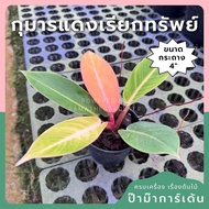 Red Kumarn Attracts Wealth 4 Inches