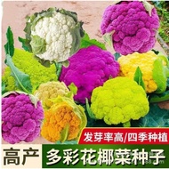 Colorful Cauliflower Seeds Four Seasons Pine Cauliflower Seeds Green Stem Taiwan Cauliflower Seeds V