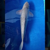 Ikan koi jumbo import non serti penjinak soragoi 45cm (real)