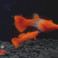 guppy albino koi red ear gen king koi grade