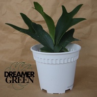 STAGHORN FERN ON POT