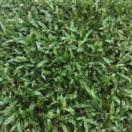 5 keping rumput hidup cow grass