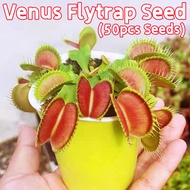 50 เมล็ด กาบหอยแครงปากแดง เมล็ดบอนสี Venus Flytrap Seeds Fly Trap Funny Plants Seeds Venus Flytrap Plant Seed Carnivorous Flower Seeds เมล็ดดอกไม้ เมล็ดบอนสีสวยๆ ต้นไม้มงคล ต้นไม้ฟอกอากาศ เมล็ดพันธุ์ ดอกไม้ ไม้ประดับ ของแต่งบ้าน บอนสี ﻿ไม้ประดับ