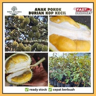 💥🔥 Pokok DURIAN D99 KOP KECIL pokok durian berbuah cepat