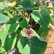 Colocasia Starmine | JPlan