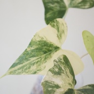 Best seller Anthurium Pterodactyl Variegata / Batman Varigata