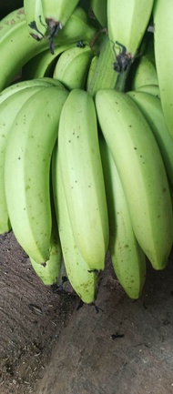 Pisang Ambon Sudah Tua Siap Matang 1 Kg