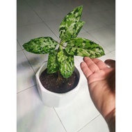 Aglaonema pictum tricolor 迷彩粗肋草 