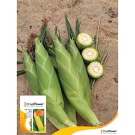 Benih CROP POWER Jagung Manis Sweetcorn Big Sweet SC832 500 GRAM