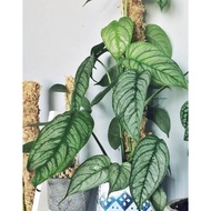 Biji Benih Silver Monstera (Monstera Siltepecana) Monstera Seed - 5 Seed