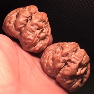 Wenwan Walnut Yanqing Golden Toad Head Pinggu Big Thick Tendon Hammer Bell Dead Stone Ancient Pumpki