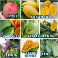Pokok Mangga Irwin Erwin Harum manis cokanan r2e2 taiwan red lemak madu indonesia king mahathir kuin