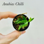 Anubias Chilli (Emerse) - Live Aquatic Plant